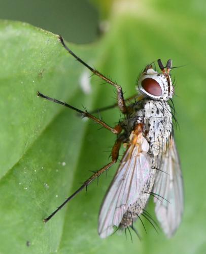 Solieria pacifica